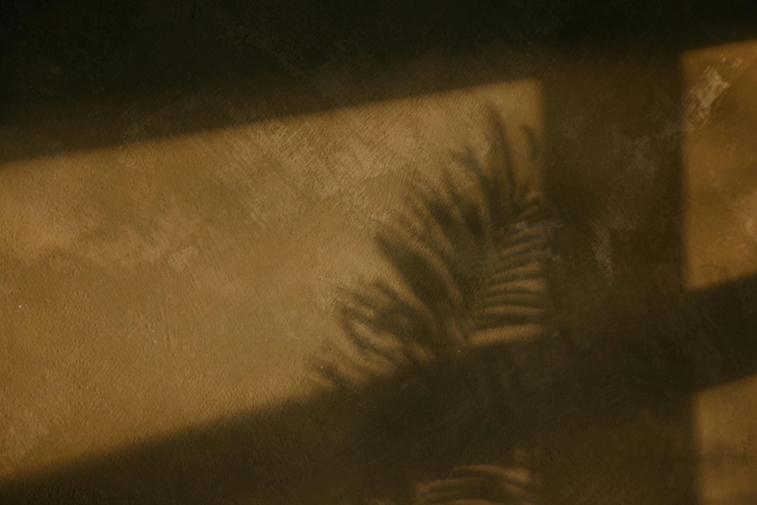 Abstract shadow of a palm leaf against a warm, textured wall.